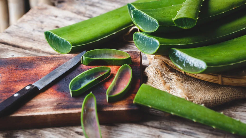 Aloe Vera: The Soothing Skin Savior