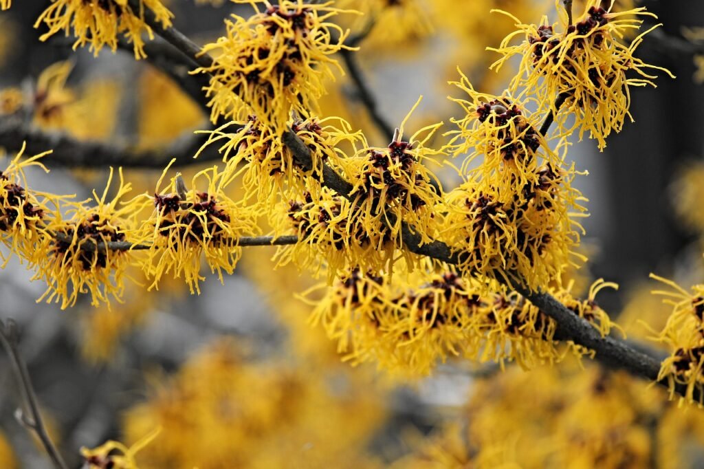 Witch Hazel: The Natural Astringent