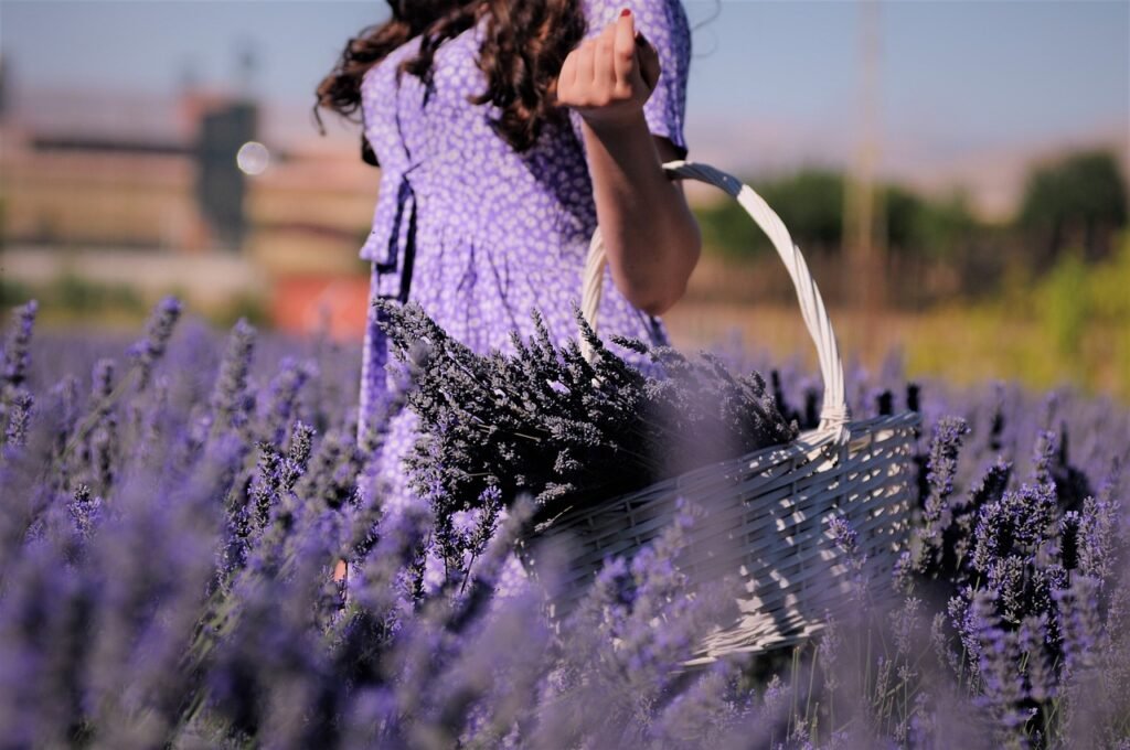 woman collecting lavender