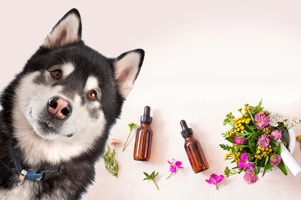 pets essential oils Natural Knows