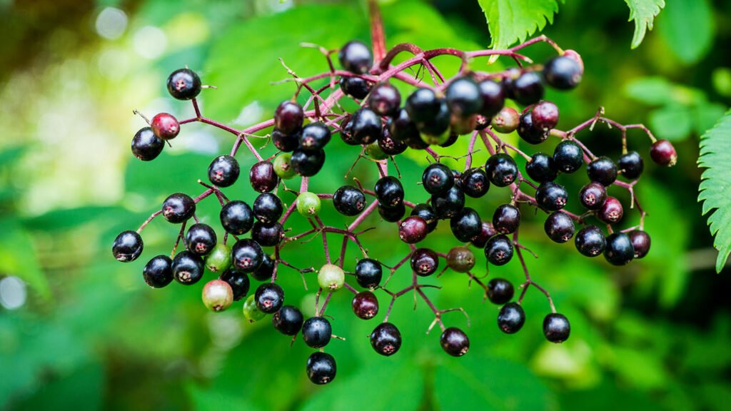 How to Make Elderberry Syrup at Home