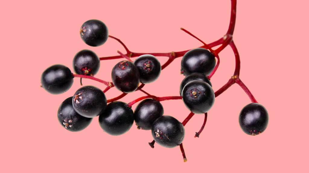 How Elderberry Syrup Fights Cold and Flu