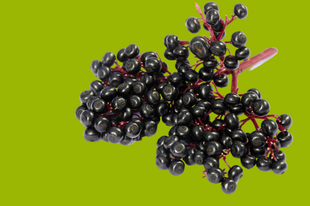 Using Elderberry Syrup for Prevention and Treatment