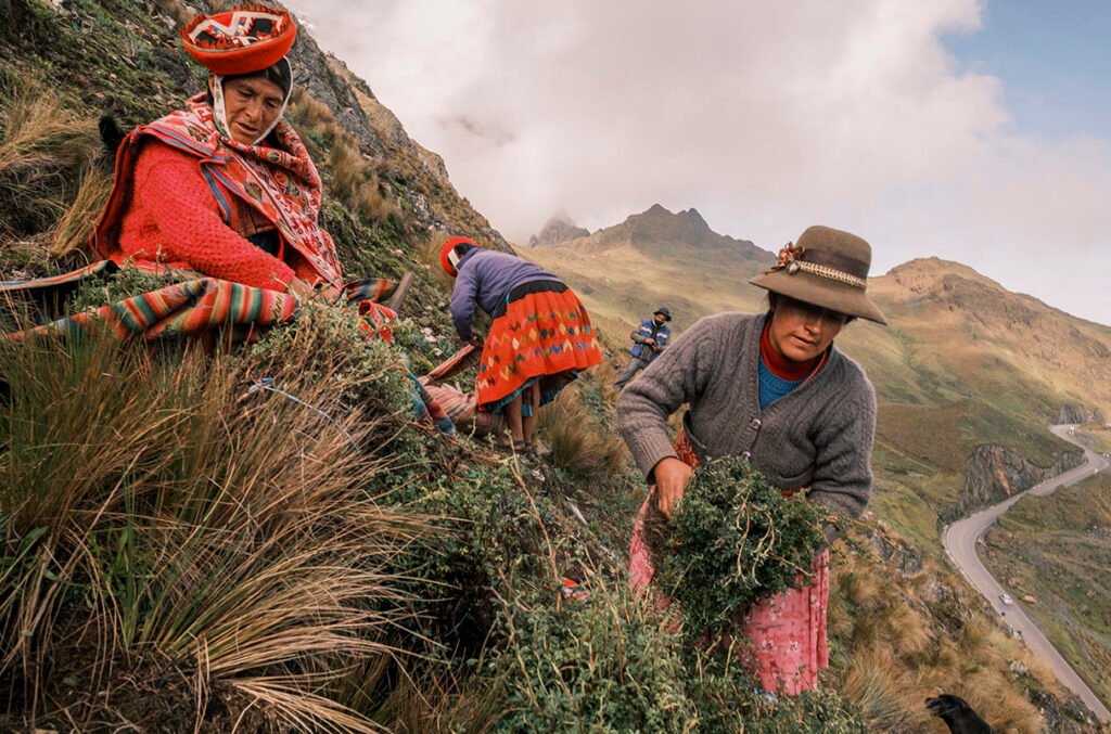 Herbal Medicines Thriving in Extreme Environments