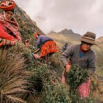Herbal Medicines Thriving in Extreme Environments
