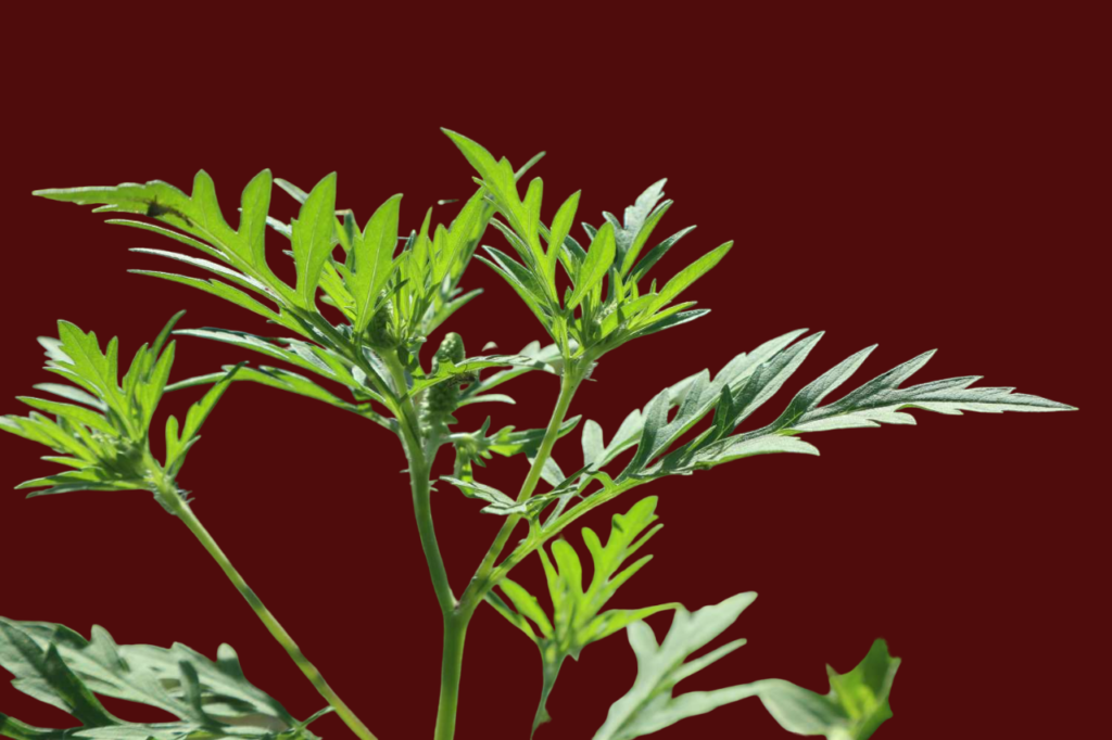 The Active Compounds in Wormwood: What Makes It So Powerful?