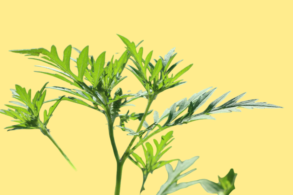 What are the Health Benefits of Wormwood? A Natural Medicine Powerhouse Revealed