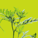 How Wormwood Can Help with Digestive Problems and Relieve Discomfort Naturally