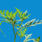 Wormwood Tea for Parasites Does It Work A Natural Detox Solution