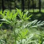 The History of Wormwood in Traditional Medicine