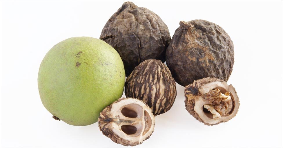 Black Walnut Hull Tincture for Candida Overgrowth: A Deep Dive Into Benefits and Uses