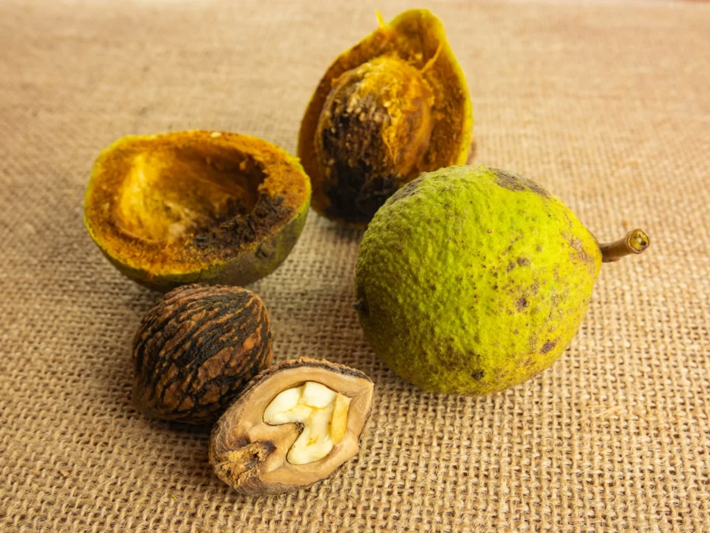 How to Use Black Walnut Hulls for Antifungal Support: Natural Benefits and Best Practices