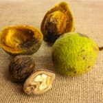 How to Use Black Walnut Hulls for Antifungal Support Natural Benefits and Best Practices
