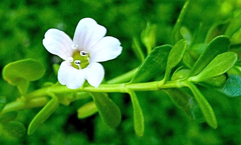 Bacopa Monnieri: The Brain Booster