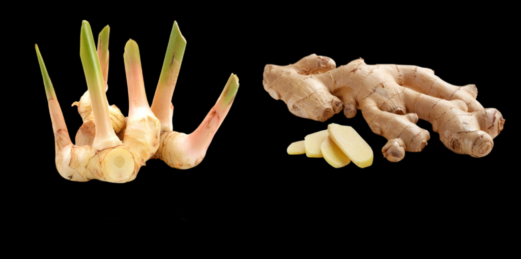 Galangal vs Ginger: Differences, Benefits, and Culinary Uses