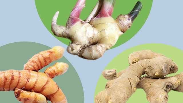 Galangal vs Ginger: Differences, Benefits, and Culinary Uses