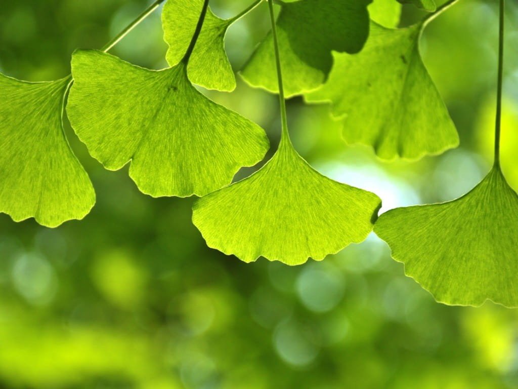 Ginkgo Biloba: The Focus-Enhancing Herb