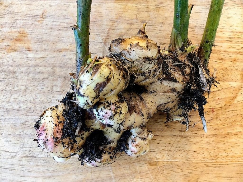 Growing Ginger: Tips for Healthy Roots and Abundant Harvests