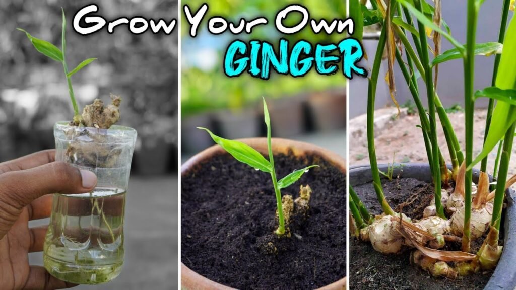 Planting Ginger Root at Home: A Beginner's Guide