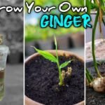 Planting Ginger Root at Home A Beginners Guide