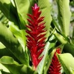 Zingiberaceae Family Exploring Turmeric Ginger and Their Relatives