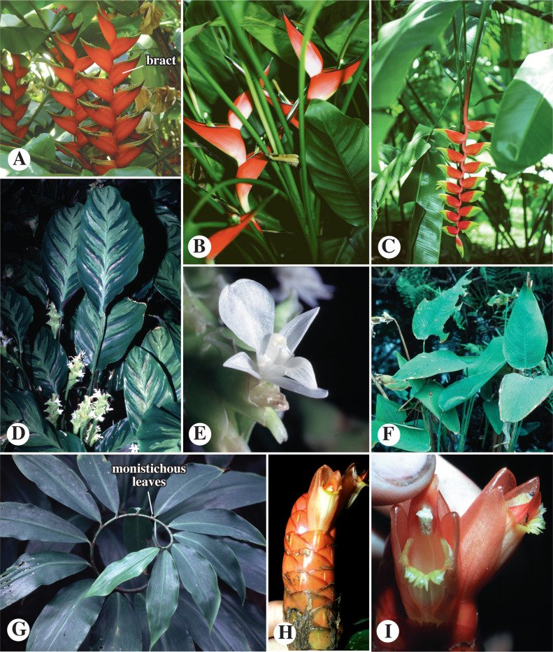 Zingiberaceae Family 2 Natural Knows Zingiberaceae Family Exploring Turmeric Ginger and Their Relatives