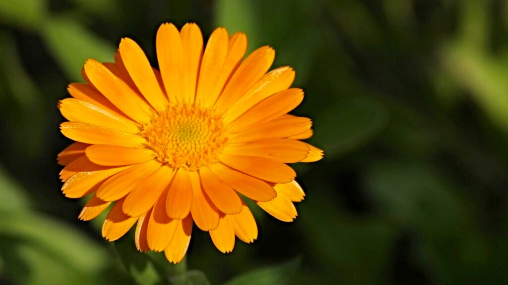 Calendula for Eczema: A Natural Soothing Solution