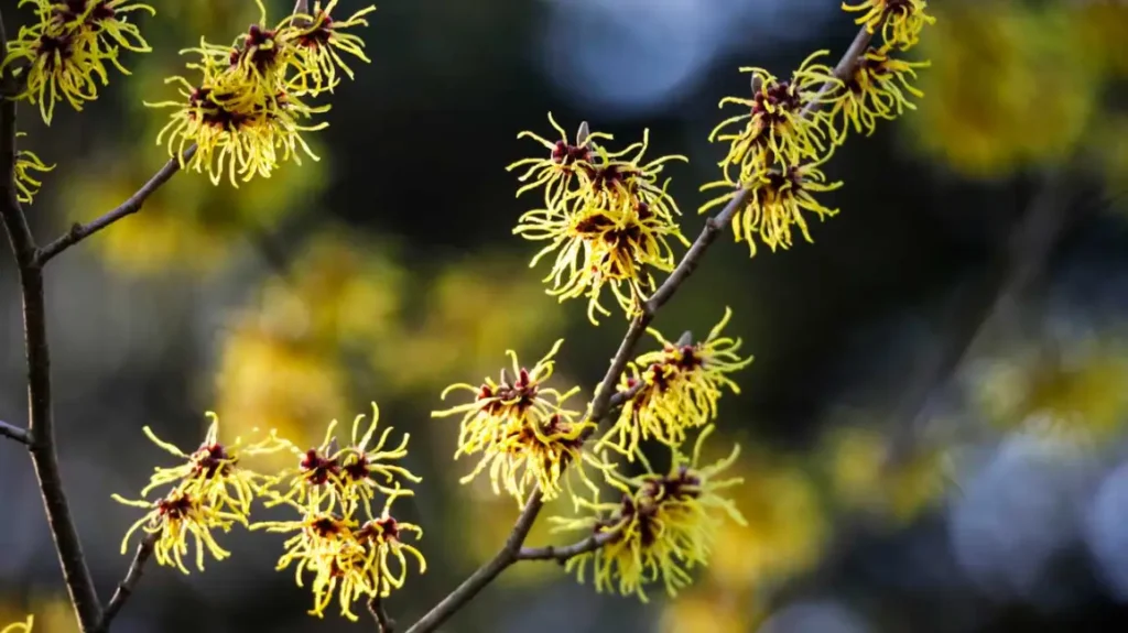 Why Witch Hazel Is a Game-Changer for Natural Skincare