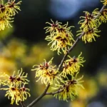 Why Witch Hazel Is a Game Changer for Natural Skincare