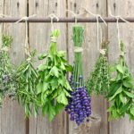 Herbs for Healthy Skin A Natural Medicine Perspective