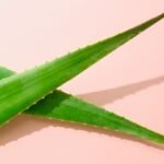 The Healing Power of Aloe Vera in Skincare