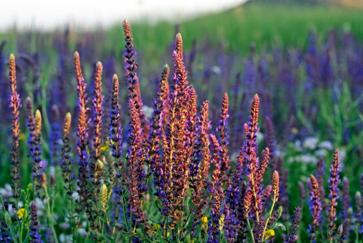 Clary Sage The Ultimate Hormone Balancer