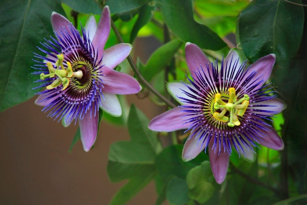 Passionflower