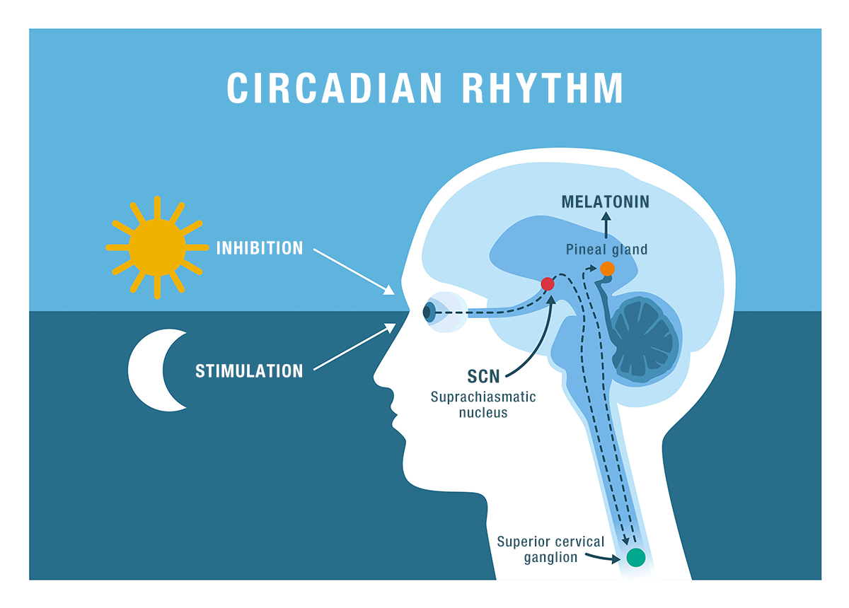 The Role of Melatonin in Regulating Sleep Cycles