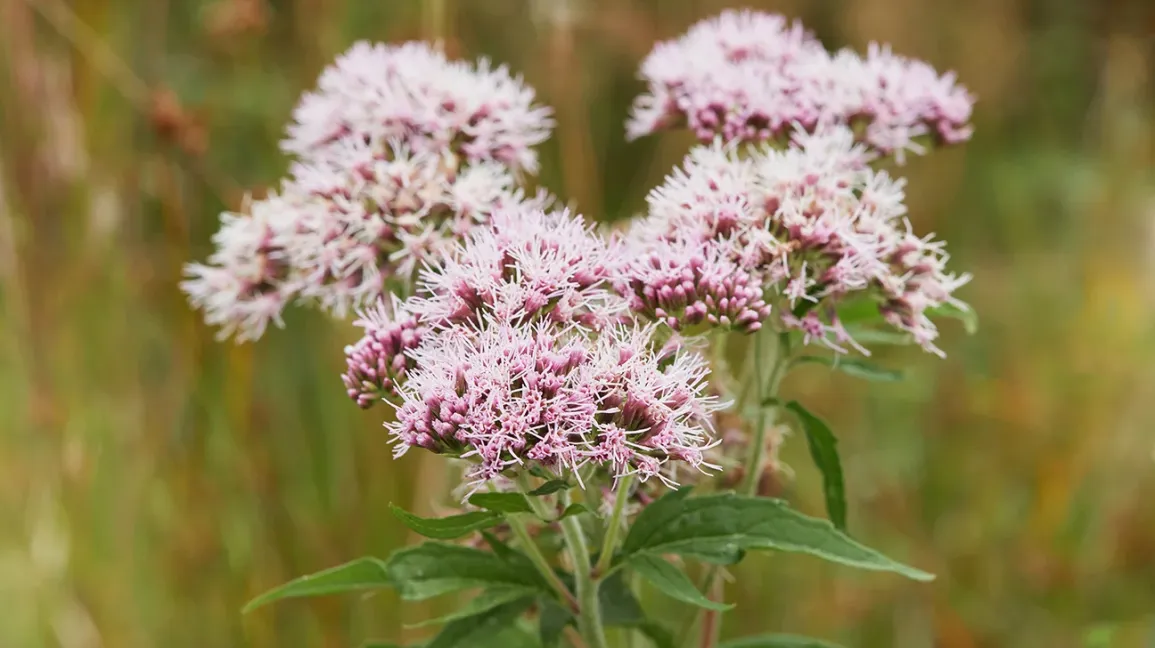 Valerian Root A Powerful Herbal Remedy for Insomnia