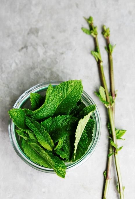 Peppermint Natural Knows Peppermint A Natural Antispasmodic for IBS Relief