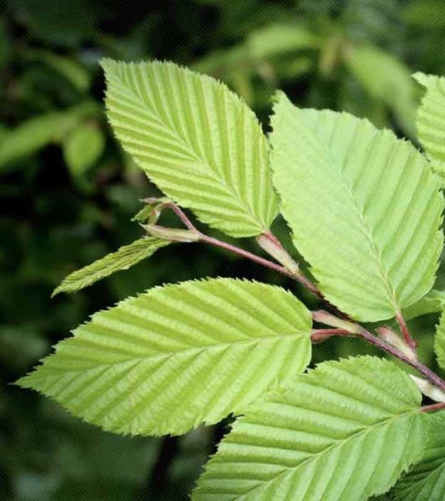 Slippery Elm Natural Knows Slippery Elm A Protective Coating for the Digestive Tract