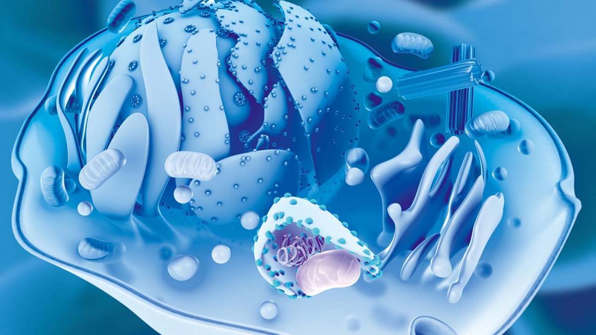Cellular Detoxification