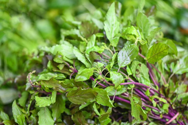Holy Basil Tulsi
