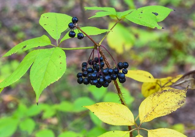 Eleuthero Siberian Ginseng