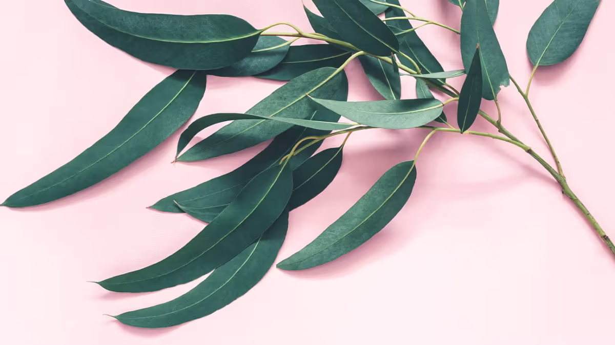 Is Eucalyptus Oil Safe for Pets and Kids What You Need to Know