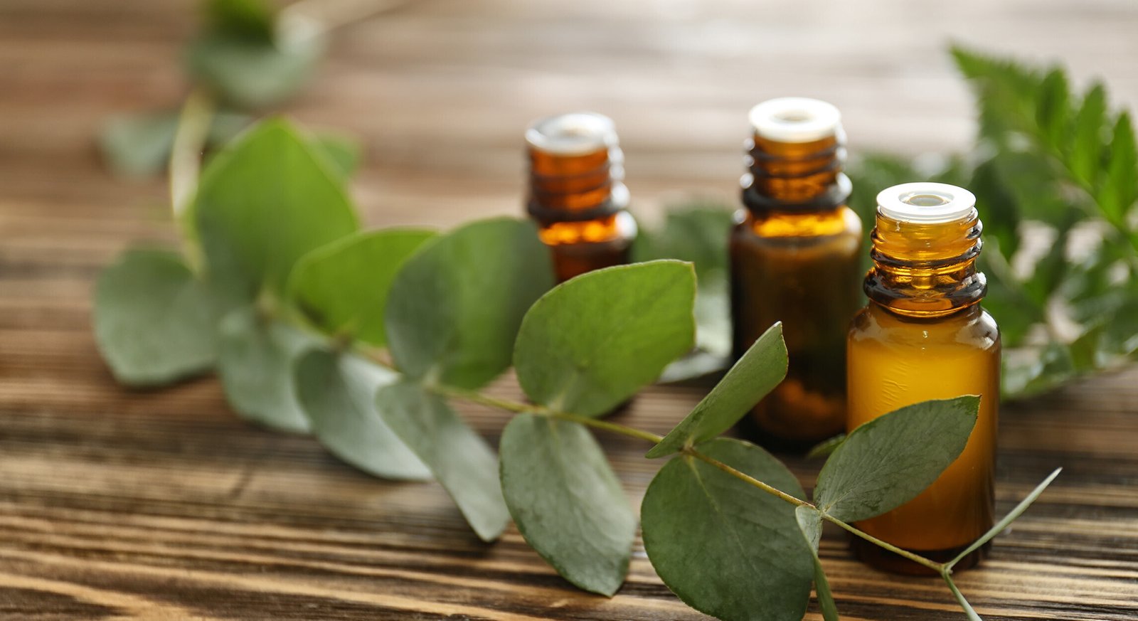 Eucalyptus Essential Oil Natural Knows How to Make a Shower Bomb with Eucalyptus That Is Natural