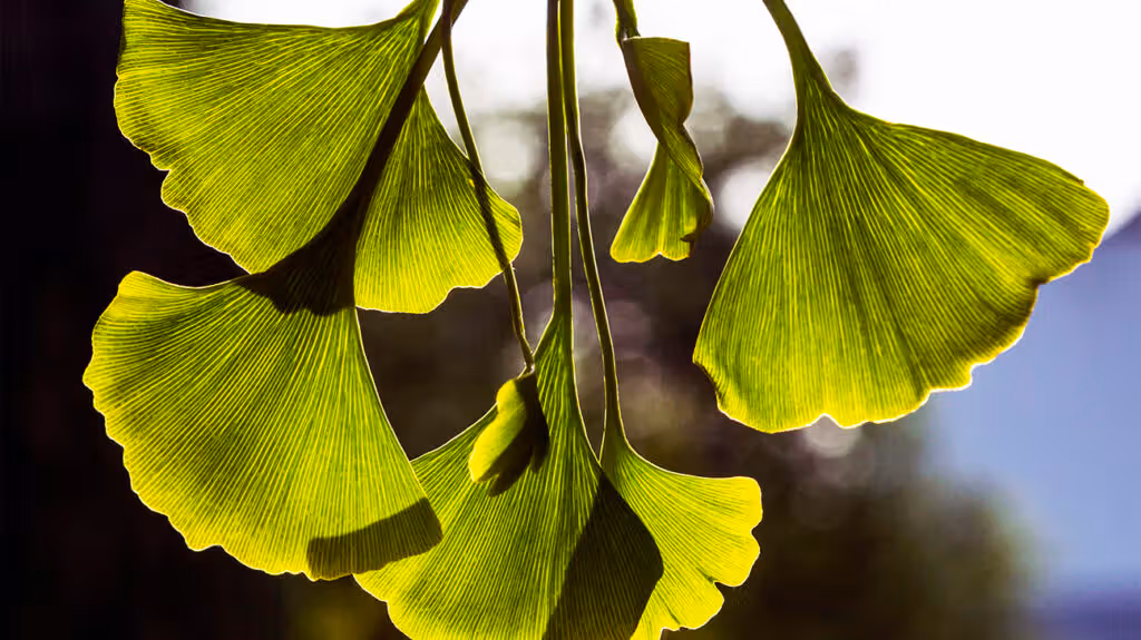 Ginkgo Biloba Natural Knows alternative medicine for dizziness