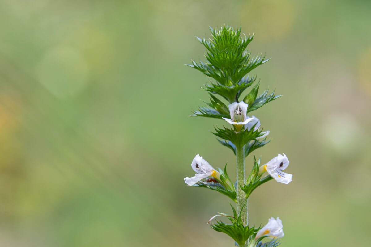 dry eyes herbal remedy