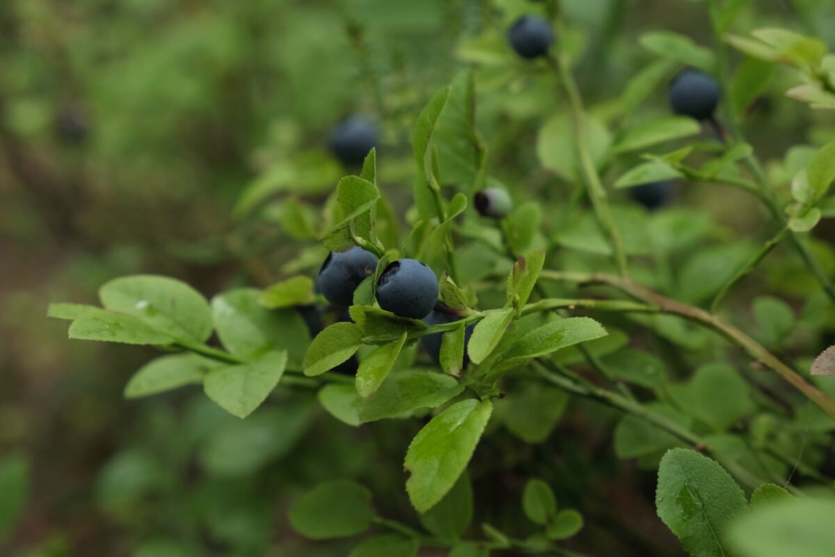 dry eyes herbal remedy