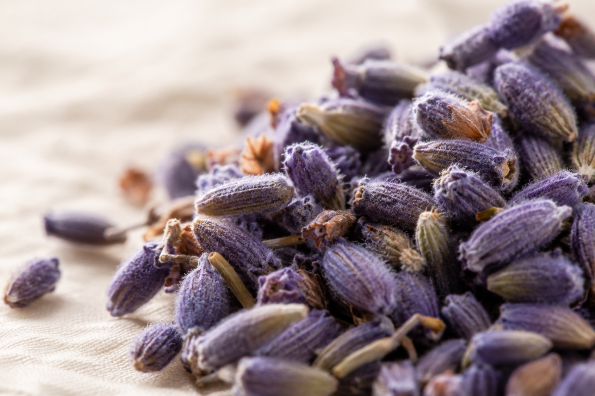 lavenderbudsmacrocloseup Natural Knows lavender buds linalool calming compound